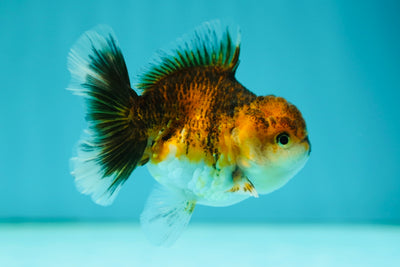 Calico Oranda Female 3.5 inches #0526OR_12
