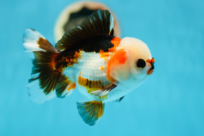 AAA Grade Super Tricolor Oranda Male 4.5-5 inches #0721OR_12