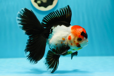 Show Grade Tricolor Oranda Male 6-6.5 inches #0616_09