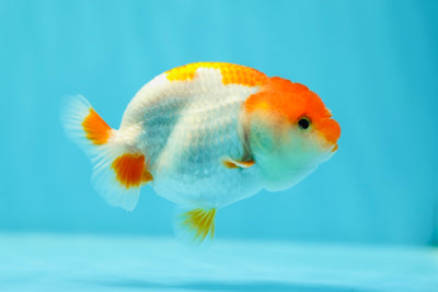 Lionchu Female 3.5 inches #0602LC_10