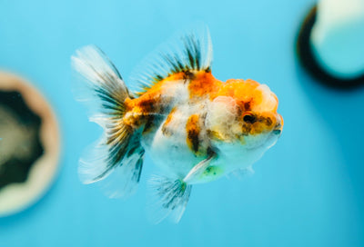 A Grade Calico Granite Oranda Male 3.5 inches #0629OR_20