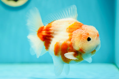 Sakura Yuanbao mâle de catégorie A, 5 à 5,5 pouces #0519YB_13