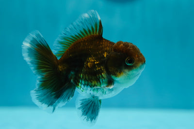 Calico Kirin Oranda Male 3.5 inches #0602OR_28