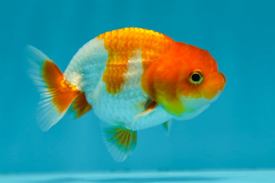 Lionchu Male 3 inches #0629LC_27