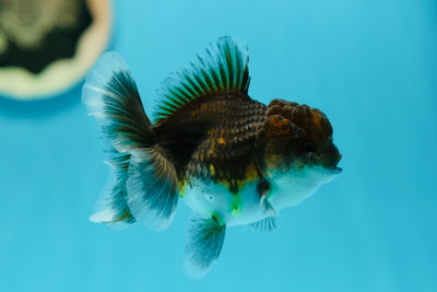 Kirin Oranda femelle de qualité A 3,5 pouces #0616OR_21