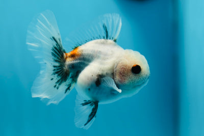 Bouton Granite Yeux Oranda Mâle 3,5 pouces #0721OR_28