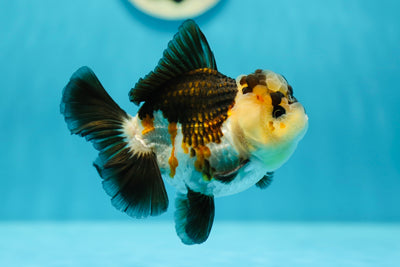 A Grade Lemonhead Tricolor Oranda Male 4.5 inches #0623OR_18