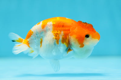 Sakura Lionchu Femelle 3,5 pouces #0721LC_18