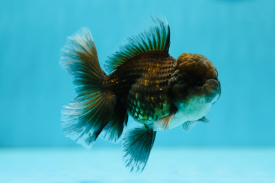 Kirin Oranda mâle de qualité A 4 pouces #0707OR_20