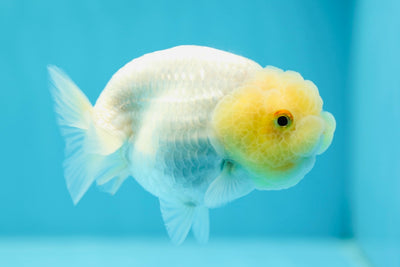 A Grade Lemonhead Lionchu Female 3.5 inches #0609LC_10