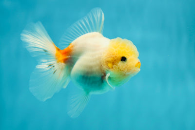 Lemonhead lipstick Oranda Female 3-3.5 inches #0602OR_41
