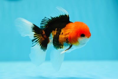 A Grade Tricolor Oranda Male 4.5-5 inches #0616_06