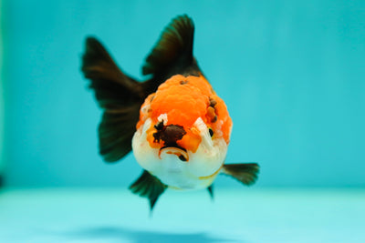 Tricolor Yuanbao Female 4-4.5 inches #0428YB_18