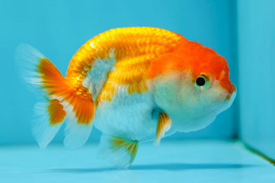 Red White Lionchu Male 3-3.5 inches #0707LC_12