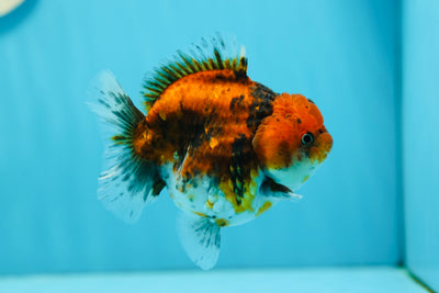 AAA Grade Chunky Tiger Yuanbao Female 4-4.5 inches #0721YB_02