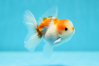 Sakura Oranda Male 3-3.5 inches #0707OR_21