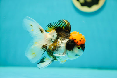 Mâle Oranda tricolore trapu 4,5 pouces #0428OR_23