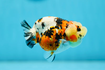 AAA Grade Special Tricolor LionQueen 3.8-4 inches #0728LC_03