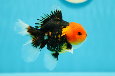 A Grade Tricolor Oranda Male 4.5 inches #0616_03