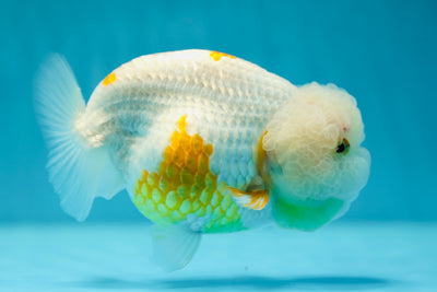 AAA Grade LionQueen 5 inches #0609LC_16