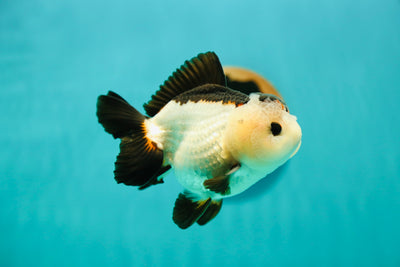 A Grade Tricolor Yuanbao Male 4.5 inches #0428YB_03