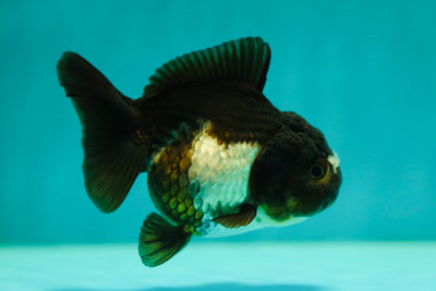 Unique Panda White Pompoms Yuanbao Female 3.5-4 inches #0428YB_010