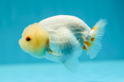 AAA Grade Lemonhead Snow White LionQueen 4 inches #0623LC_19