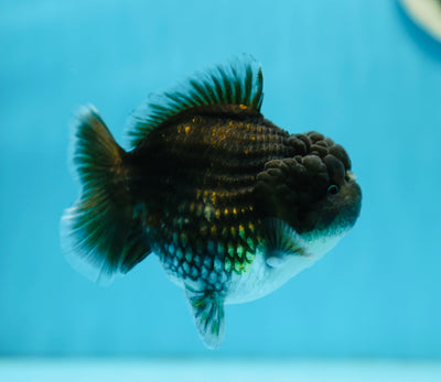 Kirin Yuanbao mâle de qualité AAA 4 pouces #0728YB_12