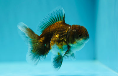 Calico Kirin Oranda Male 3-3.5 inches #0602OR_26