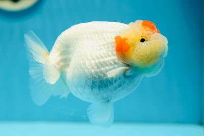 AAA Grade Super Egg Shape LionQueen 5 inches #0714LC_15