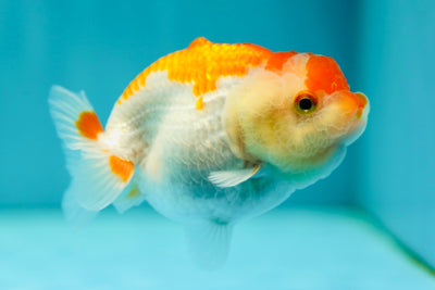 Lionchu Female 3.5 inches #0519LC_08