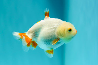 Sharkchu Red Lipstick Male 3.5 inches #0519LC_02