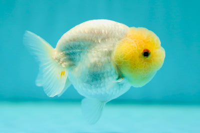 Egg Shape Lemonhead Lionchu Female 3.5 inches #0519LC_09