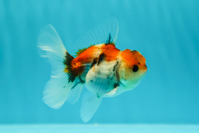Calico Oranda Male 3-3.5 inches #0602OR_20