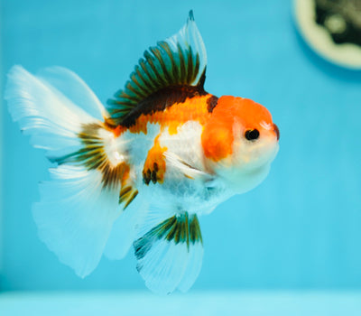 A Grade Tricolor Oranda Male 4.5-5 inches #0623OR_11