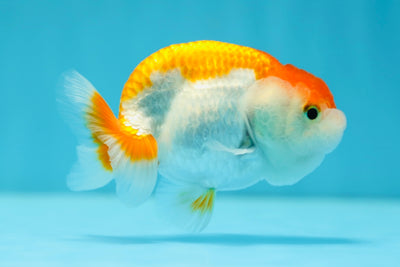 Red White Lionchu Male 3.5 inches #0707LC_13