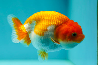 Lionchu hembra de 3,5 pulgadas #0512LC_04