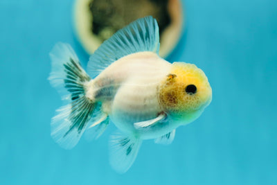 Matte Lemonhead Oranda Male 3.5 inches #0602OR_22