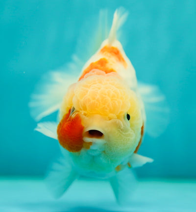 Femelle Sakura Yuanbao Jumbo de qualité AAA 5-5,5 pouces #0505YB_18