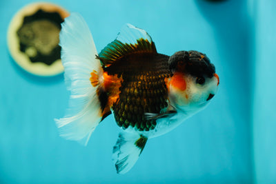 Oranda tricolore 5-5,5 pouces #0512OR_28