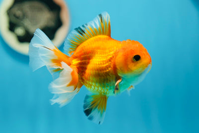 Sakura Oranda rouge de qualité A mâle 4 pouces #0721OR_29