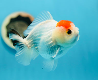 AAA Grade Tancho Yuanbao Male 4.5 inches #0714YB_26