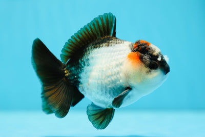 AAA Grade Panda Yuanbao Male 4-4.5 inches #0714YB_24