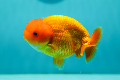 León clásico rojo Queen de 4,5 pulgadas n.° 0428LC_24