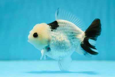 Panda Yuanbao mâle transparent de catégorie A, 4 à 4,5 pouces #0721YB_08