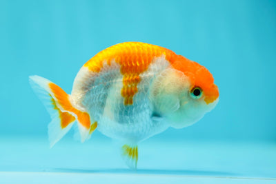 Lionchu Female 3-3.5 inches #0602LC_06