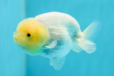 Lemonhead Lionchu 3.5-4 inches #0623LC_20