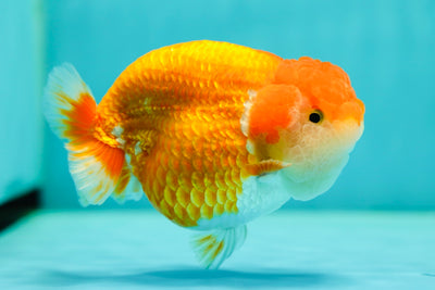 LionQueen grueso de grado AAA de 4 a 4,5 pulgadas n.° 0505LC_14