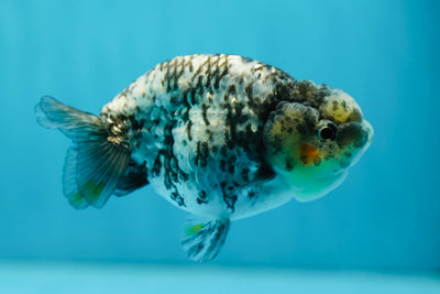 Femelle Lionchu Tigre Blanc Couleur Rare 4 pouces #0721LC_20