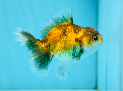 Tigre Oranda Femelle 4 pouces #0721OR_27